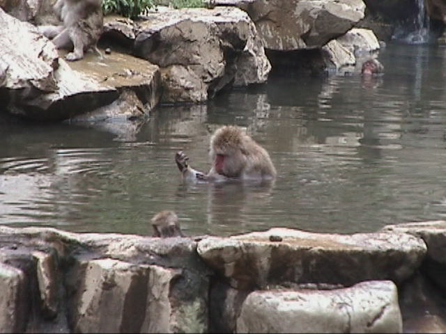 猿の露天風呂